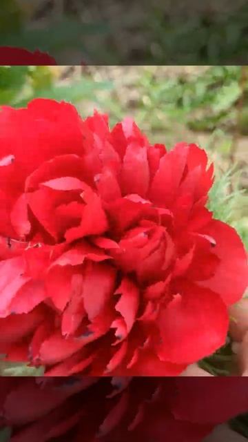Воронець махровий Tenuifolia Rubra Plena #півонія #воронець #воронецьмахровий #TenuifoliaRubraPlena