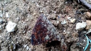 Упавшее дерево открыло древний клад, скрытый под землей тысячу лет назад.