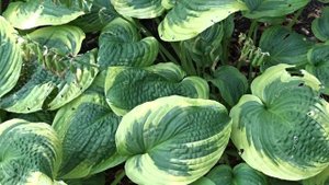 Hosta var. A Many-splendored Thing