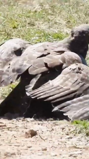 Eagle fight over a dog #shorts#fight#attack#tough смотреть онлайн