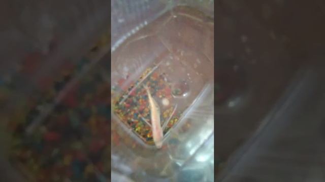 Новый обитатель аквариума с тетрадоном смотреть онлайн