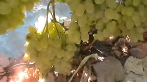 Сорт винограда Славута - сезон 2015