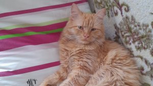 кот