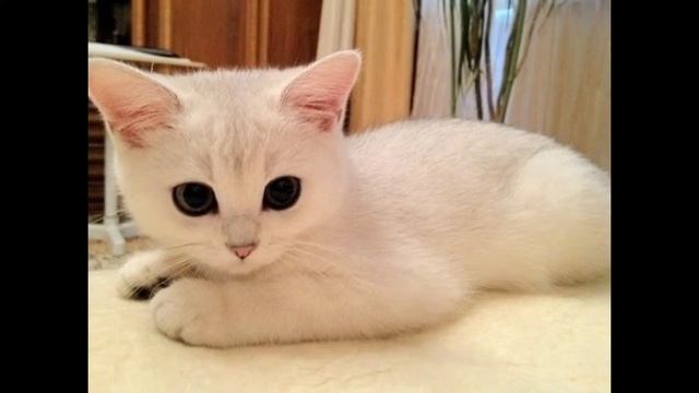 Красивые кошечки!