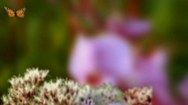 3D Butterfly Animation смотреть онлайн