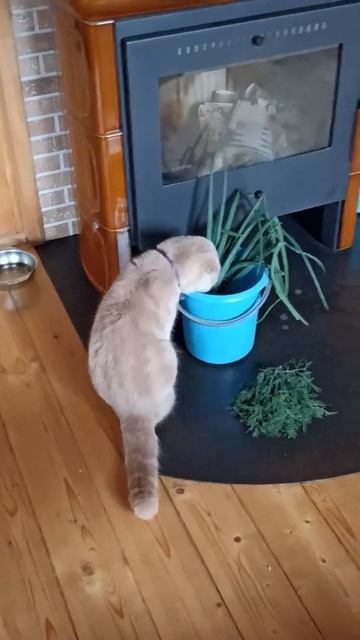 Котик любит зелень. Лук и укроп. смотреть онлайн