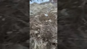 Охота на куропатки,на Таджикском горах,Маруф Охотник 03/03/2023г