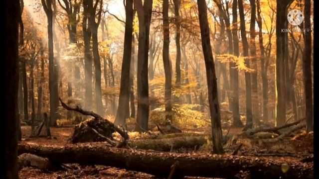 Forest. Forest sounds, bird voices. Лес. Звуки леса, голоса птиц. смотреть онлайн