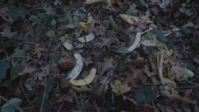 Gorilla Wizard: Trash Master - Official Teaser смотреть онлайн