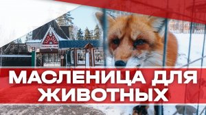 Масленицу для животных провели в Клину!
