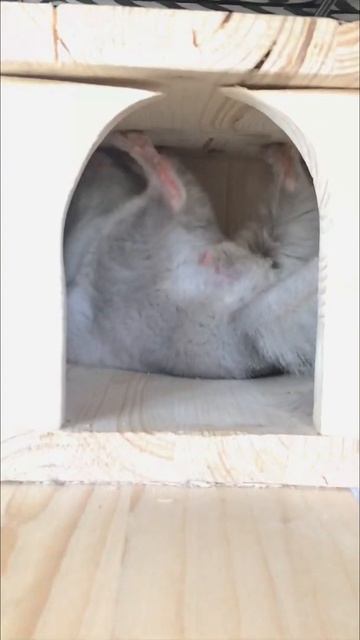 My chinchilla is so weird... | #chinchilla #шиншилла #shorts смотреть онлайн