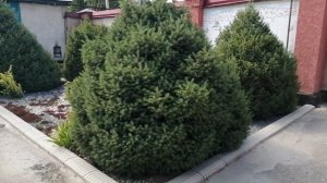 Ель тянь-шаньская.