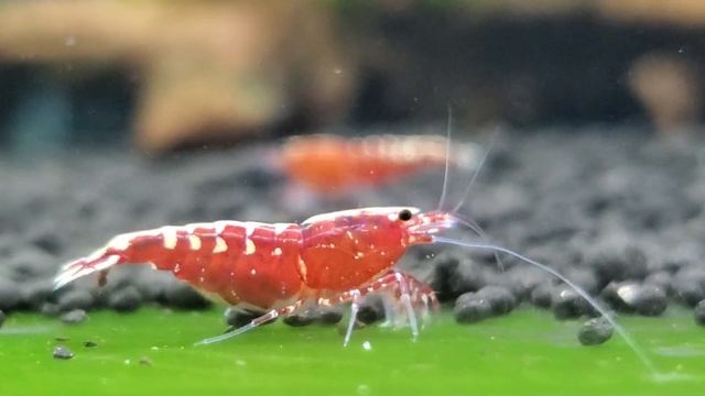 Red Galaxy Fishbone Shrimps смотреть онлайн