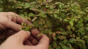 Три дня в лесу - Лесная еда - Грибы, ягоды, чага - Один две ночи в лесу