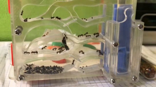 😱Сделал кармушку и добавил быстророст!! [муравьиная ферма 2 серия] смотреть онлайн