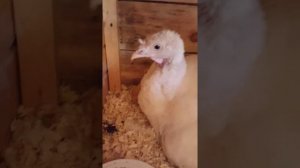 Индюшка стала мамой,для мускусных утят французской линии.