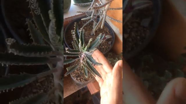 Dicas de cultivo e de propagação da kalanchoe fedtschenkoi ou calanchoe fantasma.