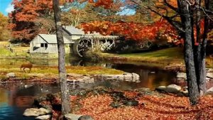 ФУТАЖ Осень - FOOTAGE Autumn