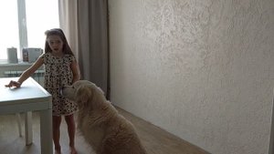 тренирую свою собаку