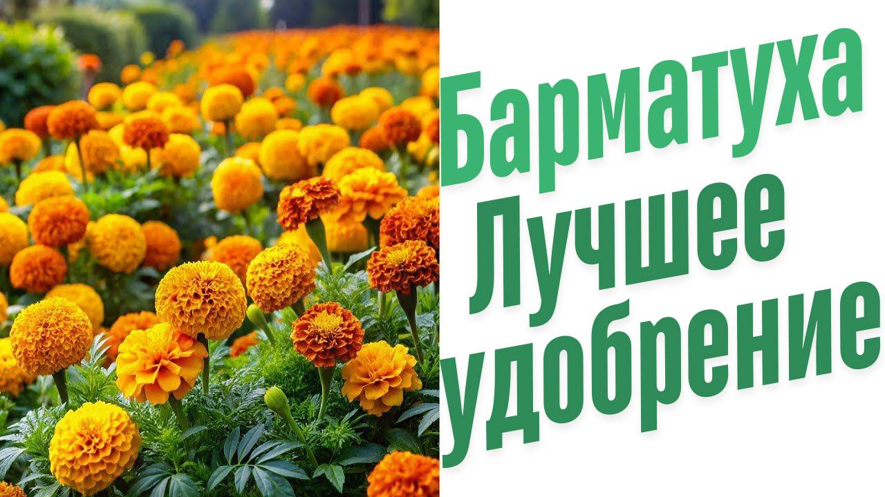 Лучшие удобрения для цветов.