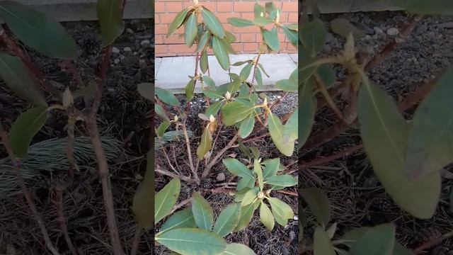 И все таки он зацветает смотреть онлайн