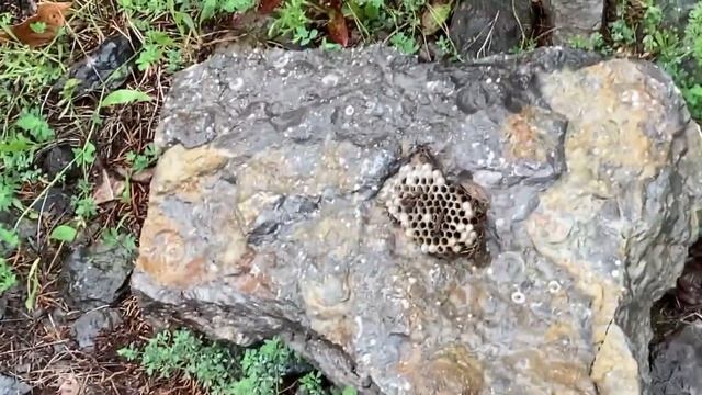 Roadside Fossils  Fossil Hunting and Fossil Collecting with Chris Road Side Fossils Trilobites Cora