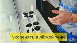 Черенкование садовой брусники Коралл. Посадка, размножение, уход