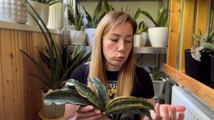 Новые сансевиерии  - обзор самой большой поставки.