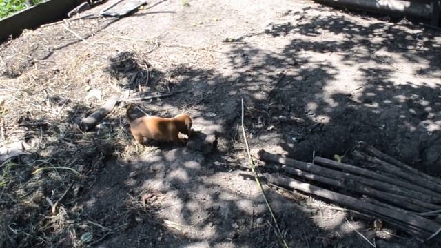 Щенок таксы гоняет курок в курятнике смотреть онлайн