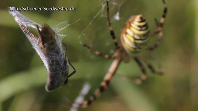 Die Jagd der Wespenspinne (Argiope bruennichi) смотреть онлайн