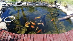 🔴ДАЧНЫЙ ПРУДИК С КАРПАМИ КОИ. КАЙФУЮ ОТ РАБОТЫ. 🔥