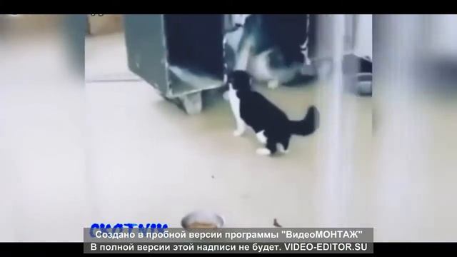 СМЕХ ДО СЛЕЗ смотреть онлайн