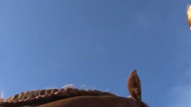 Лошади клип смотреть онлайн