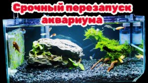 Перезапуск аквариума за один день!