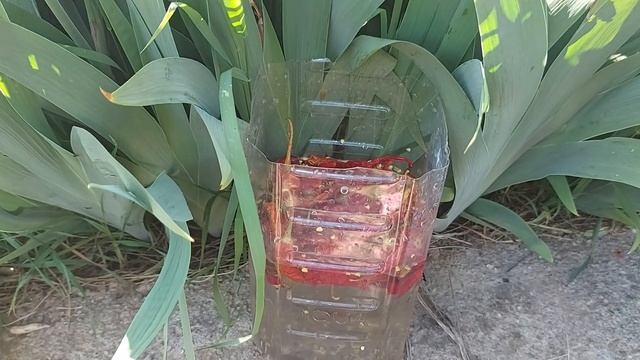 Insecticid natural cu ardei iuti sau boia iute смотреть онлайн