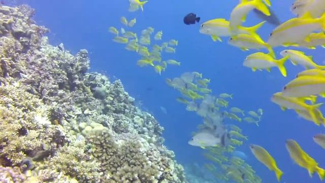 Tom's Coral Sea Trip Highlights_Sep 2012.mov смотреть онлайн