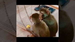 пранк над обезьяной