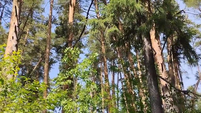 рёв медведя в лесу смотреть онлайн