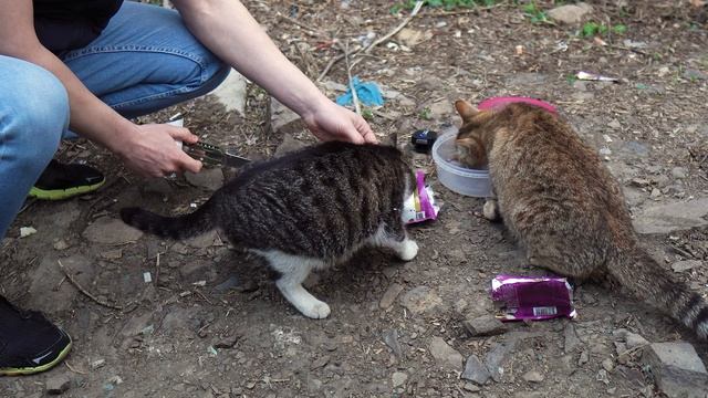 HUNGRY ANIMALS EAT  RUSSIA  MANY CATS  КОРМЛЮ БЕЗДОМНЫХ КОШЕК