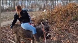 Mini Donkey Riding part 3