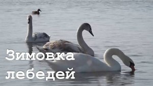 Зимовка лебедей в Луганске