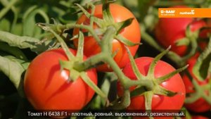промышленный томат Н 6438 F1 Nunhems, BASF
