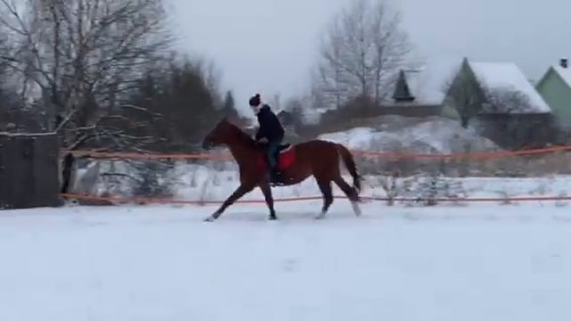 Галоп по снегу на плацу смотреть онлайн