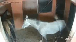 Разборки в табуне  (нападение лошади на лошадь) / حدث في القطيع (هجوم فرس على فرس أخرى(