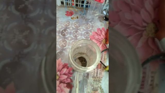 Мой тарантул