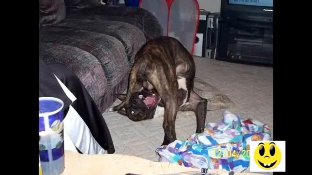 Приколы с животными Юмор смотреть онлайн