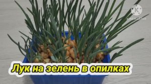 Лук на зелень в опилках! Как легко вырастить зелень на подоконнике!