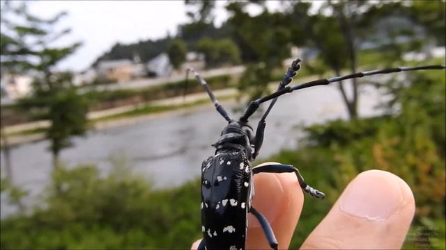 ゴマダラカミキリを手から飛び立たせる long-horned beetle смотреть онлайн