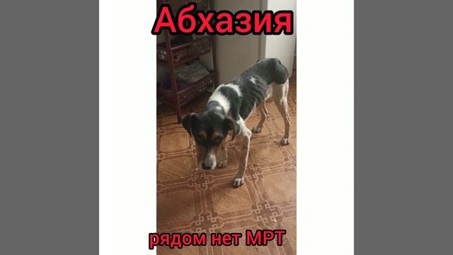 Срочно ищем КУРАТОРА в Москве, Питере, чтобы забрать собачку и провести полное обследование смотреть онлайн