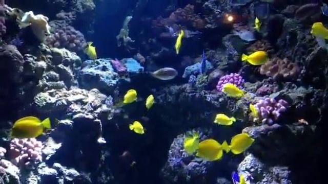 School of Yellow Tang смотреть онлайн